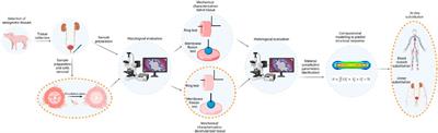 Mechanical characterization of porcine ureter for the evaluation of tissue-engineering applications